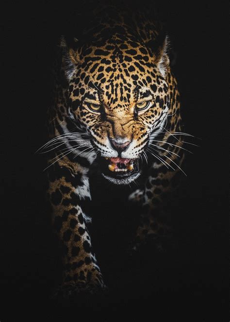 leopard bakgrund iphone